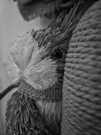 close-up