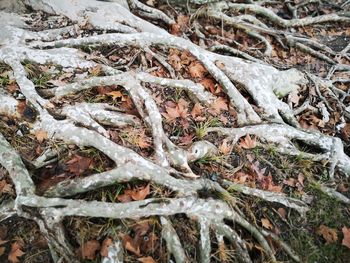 Full frame shot of frozen plants on field