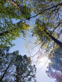 Low angle view of trees against sky