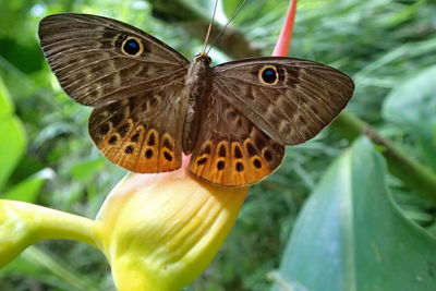 Close-up of butterfly pollinating flower