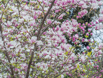 Close-up of pink flowers blooming on tree