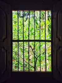 Trees seen through window