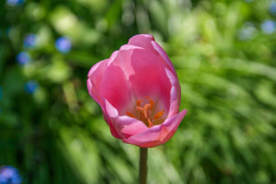 Close-up of pink flowers