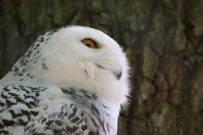 Close-up of white owl