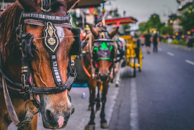 Horse cart on street in city