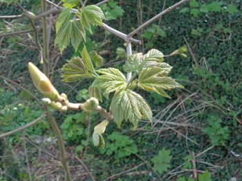 Close-up of fresh green plant