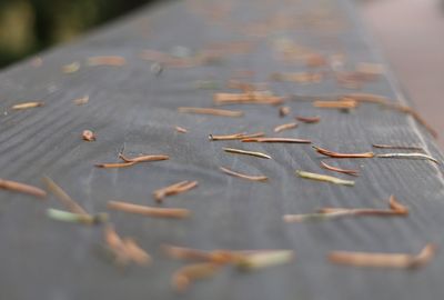 High angle view of dry leaves on wood