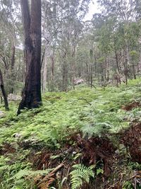 Trees in forest