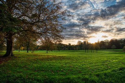 Trees on field against sky during sunset