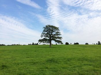 Trees on field against sky