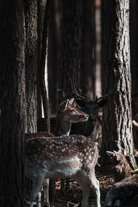 Deer in a forest