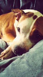 Close-up portrait of dog relaxing on bed at home