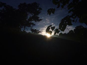 Silhouette of trees at sunset