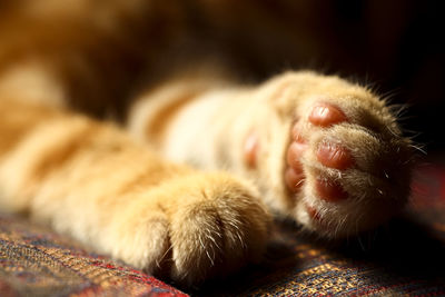 Ginger mackeral tabby kittens paws in soft focus