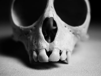 Close-up of human skull