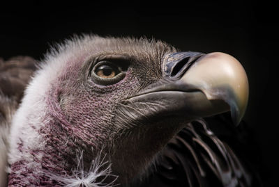 Close-up of vulture looking away