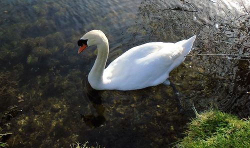 High angle view of swan swimming in water