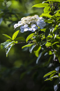 Close-up of white flowering plant