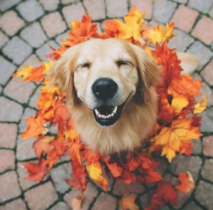 Close-up portrait of a dog on autumn leaves