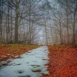 Road passing through forest