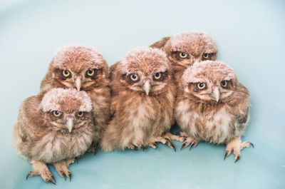Portrait of young owls against blue background