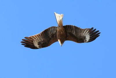 Low angle view of eagle flying against clear blue sky