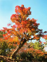 Low angle view of tree against orange sky