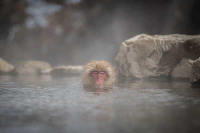 Macaque relaxing in lake