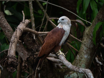 Close-up of bird perching on tree