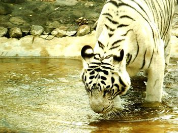 Tiger by lake in zoo