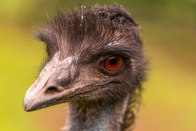 Close-up of a bird looking away