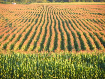 Scenic view of rural landscape