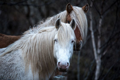 Close-up of horse