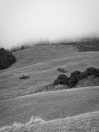 Scenic view of field against clear sky