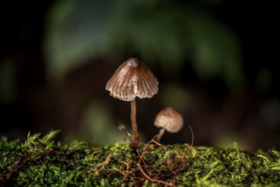 Close-up of mushroom growing on field