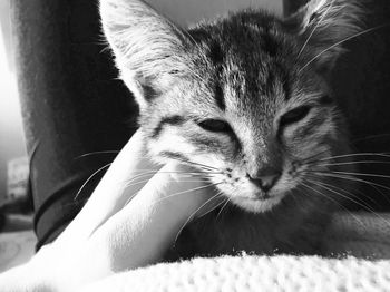 Close-up of a cat with eyes closed