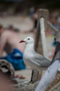 Close-up of seagull perching