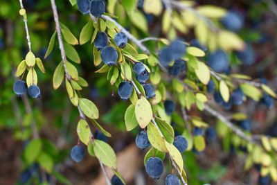 Close-up of grapes growing in vineyard