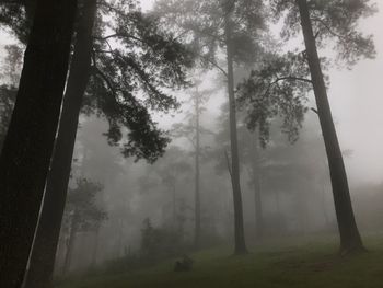 Trees in forest