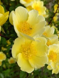 Close-up of yellow flowers