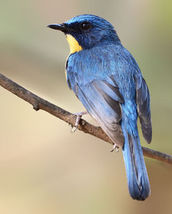 Close-up of bird perching on branch