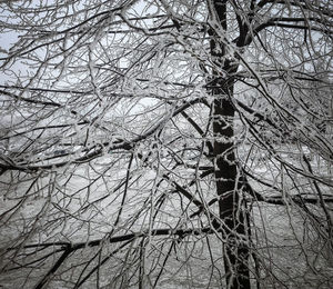 Low angle view of bare tree during winter