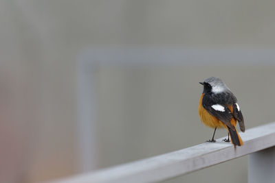 Close-up of bird perching on railing