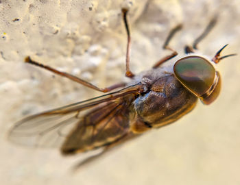 Close-up of insect on rock