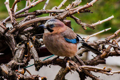 Close-up of bird perching on branch