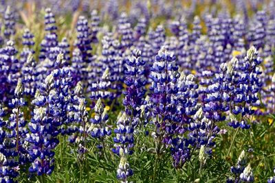 Close-up of purple flowering plants on field