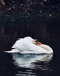 Swans swimming in lake