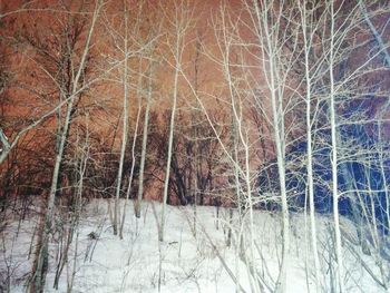 Bare trees in the dark