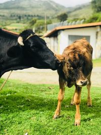 Cow with calf on land