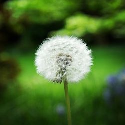 dandelion